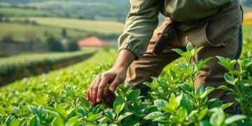 Sustainable agriculture practices US: a guide for farmers